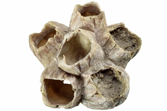 Miocene Fossil Barnacle Cluster - Virginia #219297